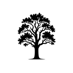 Fototapeta premium Silhouette of a mature tree against a plain white background.