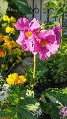 Pink flower of Incarvillea delavayi or hardy gloxinia or flowering fern, species of flowering plant in the family Bignoniaceae, native to China, in the garden and landshaft design