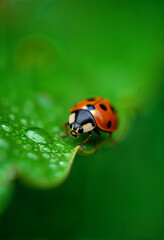 Ladybug crawling on a fresh green leaf after rain