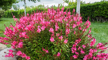 Pink and white gaura flower or Oenothera lindheimeri, commonly known as Lindheimers beeblossom, Lindheimers clockweed, and Indian feather, in the garden and landshaft design