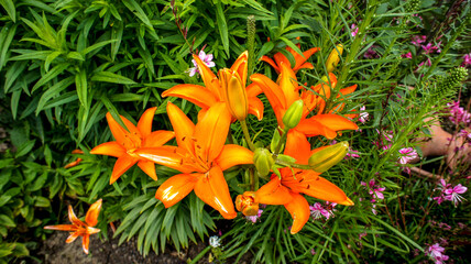Asiatic lily or lilium bulbiferum orange flower in the garden or landscape architecture design, wedding decoration, fragrance