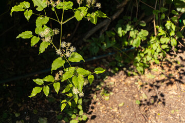 A sunlit plant with delicate white star-like flowers and vibrant green leaves in a natural setting.