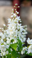 Deutzia gracilis, the slender deutzia or Japanese snow white flower, species in the hydrangea family Hydrangeaceae, native to Japan, in the garden and landshaft design