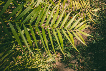 A bright green palm leaf with long, slender fronds stands out against a shaded background in...