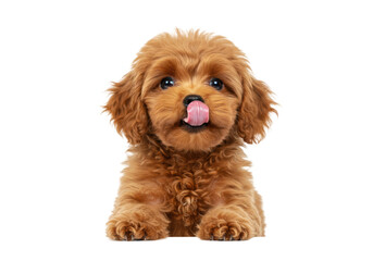 Isolated Cute Red Poodle Puppy Licking its Nose