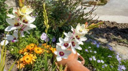 Spring summer flower Ixia maculata or spotted African corn lily in the garden and landshaft or landscape architecture design