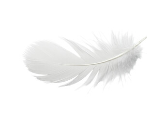 Obraz premium Isolated Delicate White Feather Texture