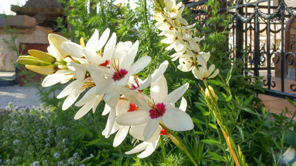 Spring summer flower Ixia maculata or spotted African corn lily in the garden and landshaft or landscape architecture design