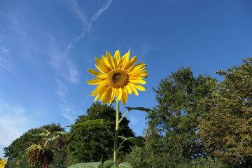 A vibrant sunflower with golden petals and a dark brown center stands tall against a clear blue sky. Its green leaves stretch outward, catching the sunlight. In the background, lush green trees.