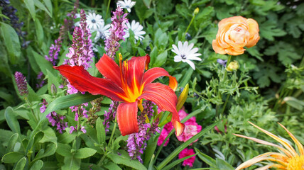 Close up photo of a beautiful Red Hemerocallis minor flower common Daylily beautiful flower in the...