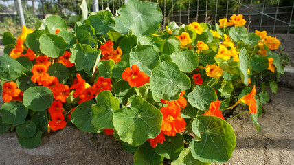 Orange yellow summer flower of Tropaeolum minus or nasturtium perennial plant of Tropaeolaceae,...
