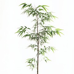 Naklejka premium Green Bamboo Plant With Lush Leaves On White Backgrounds and Lighting Effects on the Plant Stems and Foliage for a Fresh Appearing Image. Natural Image. High Resolution and Quality Image. Studio
