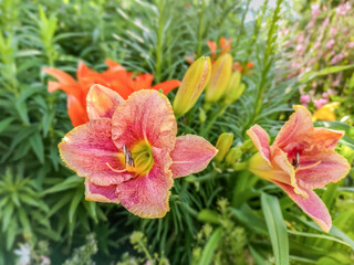Red pink Hemerocallis Happy Hooligan or Daylily beautiful flower in the garden and landshaft design