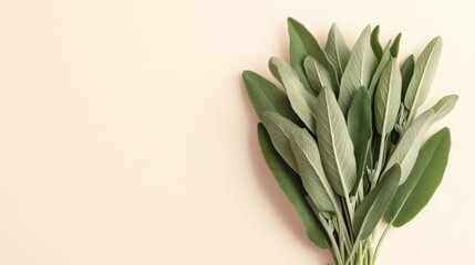 Obraz premium Harvesting fresh sage leaves kitchen herb preparation culinary environment top view natural ingredients