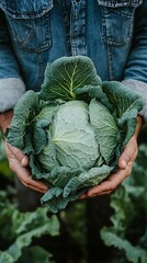 A farmer gently holds a large head of fresh cabbage