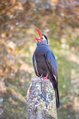 Inca tern shouting perched on a wooden stake. Larosterna inca, Bioparc, Doué la Fontaine, Doué en...