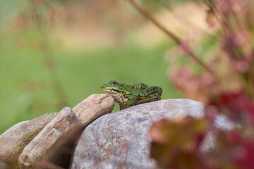 Green Frog  / Skokan zelený /