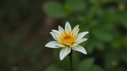 Obraz premium Serene White and Gold Dahlia Flower in a Lush Green Garden