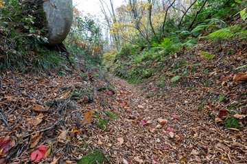 Historic old road “Salt Road” which is also a long distance hiking course and its surroundings