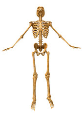 3D Rendering Human Skeleton on White