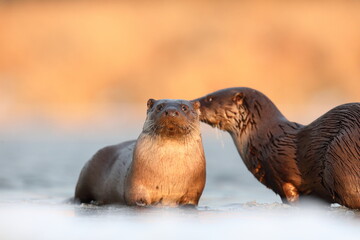 Wydra (Lutra lutra), otter © Bartosz Rakoczy