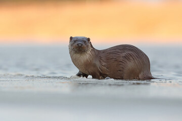 Wydra (Lutra lutra), otter