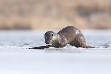 Wydra (Lutra lutra), otter