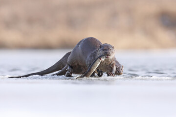 Fototapeta premium Wydra (Lutra lutra), otter