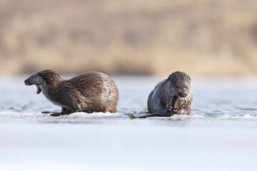 Wydra (Lutra lutra), otter