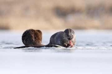 Wydra (Lutra lutra), otter