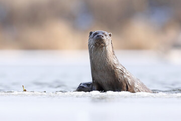 Wydra (Lutra lutra), otter