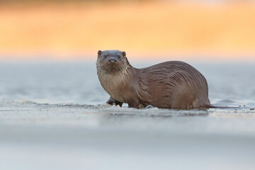 Wydra (Lutra lutra), otter