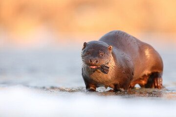 Wydra (Lutra lutra), otter