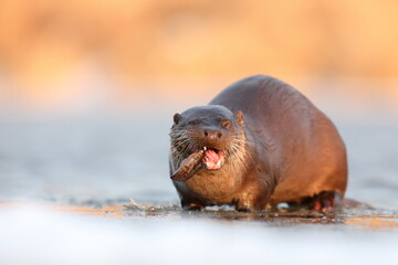 Wydra (Lutra lutra), otter