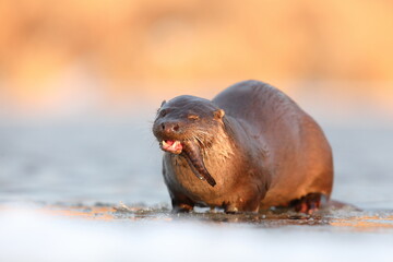 Wydra (Lutra lutra), otter