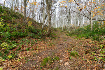 Historic old road “Salt Road” which is also a long distance hiking course and its surroundings