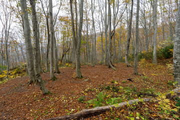 Historic old road “Salt Road” which is also a long distance hiking course and its surroundings
