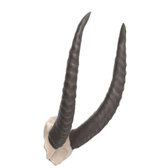 3D rendering illustration of stylized animal horns