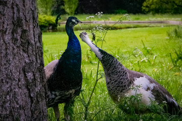 A male and a female peacock