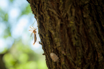 Mosquito On Tree