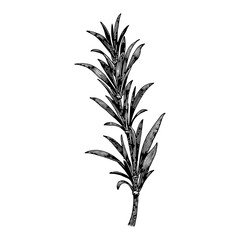 Fototapeta premium Rosemary Sprig in Black and White Antique Style Outline Line Art Drawing with Details