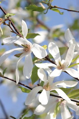 White magnolia flowers