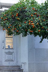 Obraz premium Crown of a tangerine tree with orange fruits covers the upper part of the front door of the house