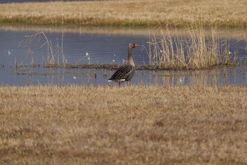 Graugans auf an einem See in der Sonne