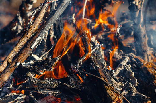 Fiery campfire flames burning bright on wood in forest