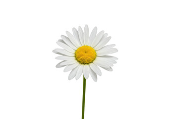 Isolated Single White Daisy Isolated