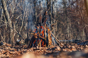 Rustic campfire burning in autumn woods with colorful leaves