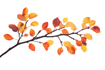 Autumn leaves branch nature setting transparent background png white color vibrant colors seasonal concept