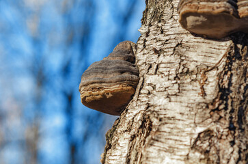 Brown tinder conk on birch trunk under sky in forest