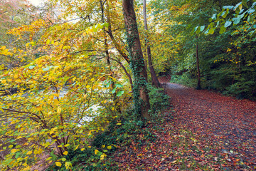 Enchanting Autumn Path Along River Almond Walkway, Edinburgh: Vibrant yellow and green leaves, ivy-clad trees, and a leaf-strewn trail create a serene escape in this woodland riverside setting